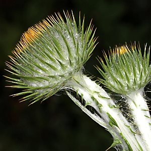 Onopordum acanthium (10.7.2012)