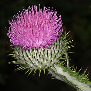 Onopordum acanthium (10.7.2012)