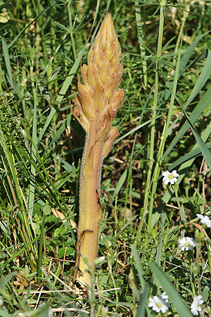 Orobanche caryophyllacea (20.4.2025) Orobanche caryophyllacea