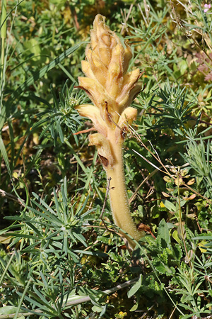 Orobanche caryophyllacea (20.4.2025) Orobanche caryophyllacea