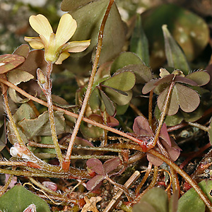 Horn-Sauerklee - Oxalis corniculata