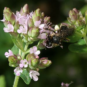 Origaum vulgare + Macropis europaea
