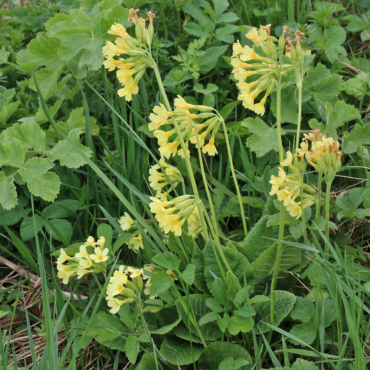 Primula elatior (Andechs, 13.4.2017)