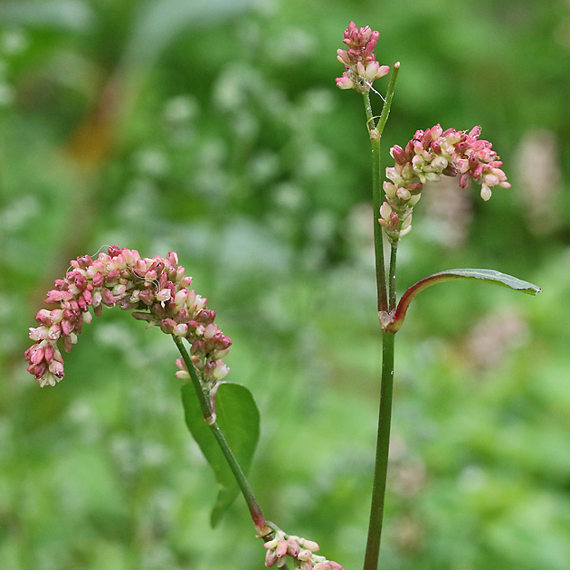 Fallopia japonica