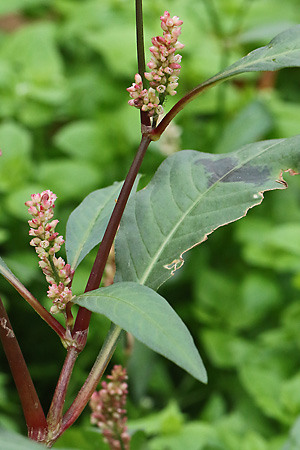 Persicaria lapathifolia