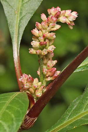 Persicaria lapathifolia