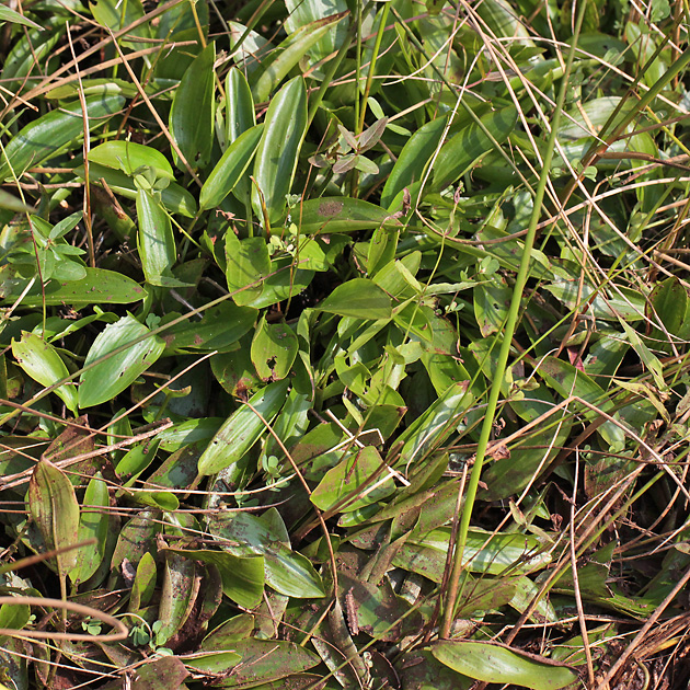 Potamogeton polygonifolius