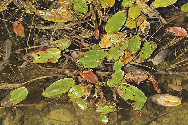 Potamogeton polygonifolius