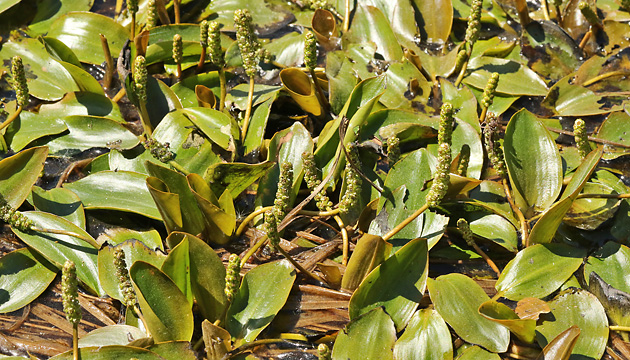 Potamogeton polygonifolius
