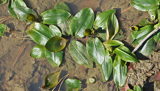 Potamogeton polygonifolius