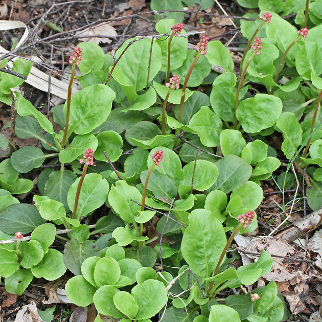 Pyrola rotundifolia