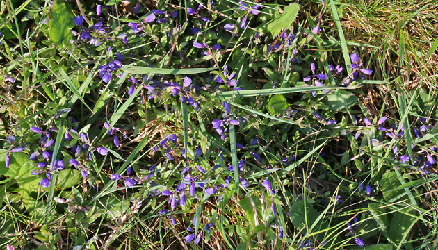 Polygala serpyllifolia