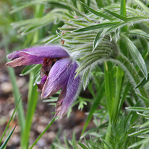 Pulsatilla vulgaris
