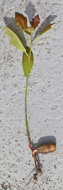 Eichen-Spr&ouml;&szlig;ling