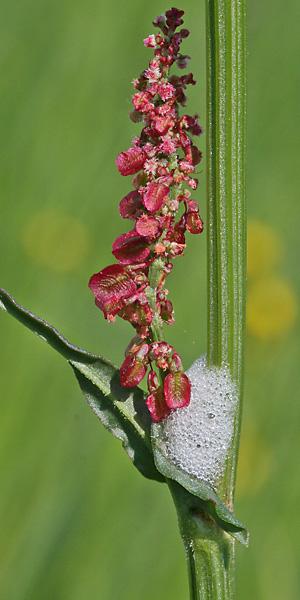 Rumex acetosa
