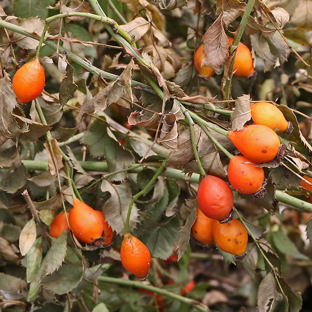 Rosa canina: Frucht