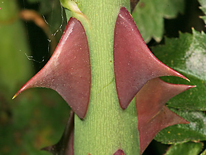 Rosa canina (10.5.2020) Rosa canina