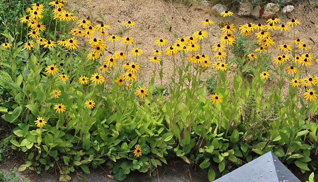 Rudbeckia fulgida
