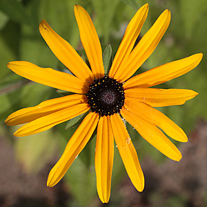 Rudbeckia fulgida