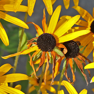 Rudbeckia fulgida