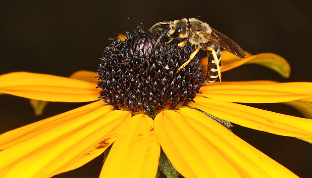 Rudbeckia fulgida (4.9.2025) Rudbeckia fulgida