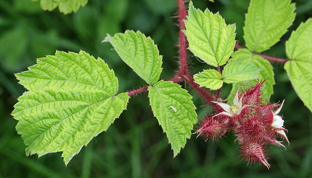 Rubus phoenicolasius (30.5.2024) Rubus phoenicolasius