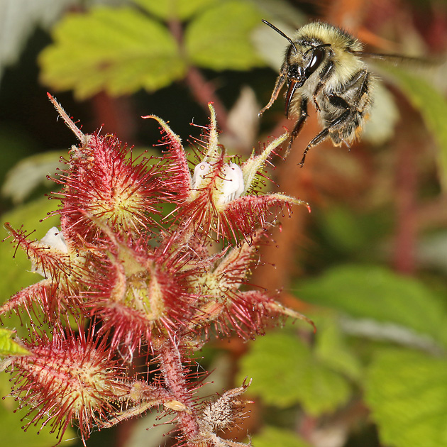 Rubus phoenicolasius + Bombus sylvarum (30.5.2024) Rubus phoenicolasius