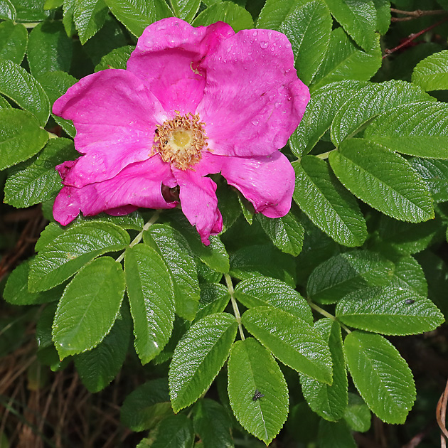 Rosa rugosa (8.7.2024) Rosa rugosa