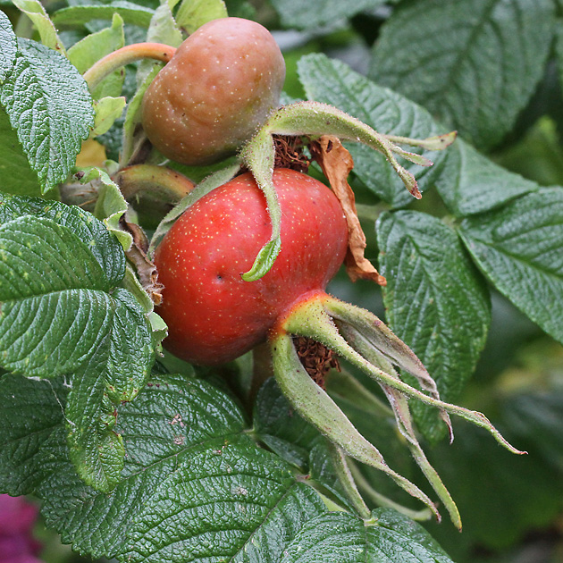 Rosa rugosa (1.7.2012) Rosa rugosa