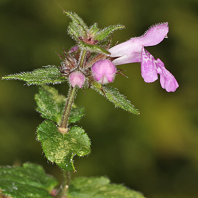 Stachys affinis