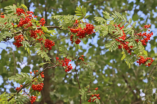 Sorbus aucuparia