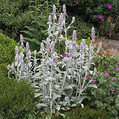 Stachys byzantina