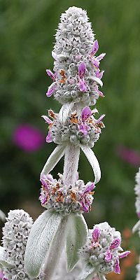 Stachys byzantina