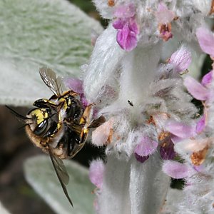 Stachys byzantina + Anthidium