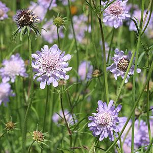 Scabiosa columbaria