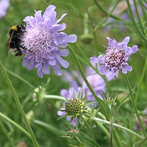 Scabiosa columbaria