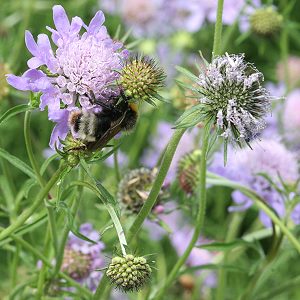 Scabiosa columbaria