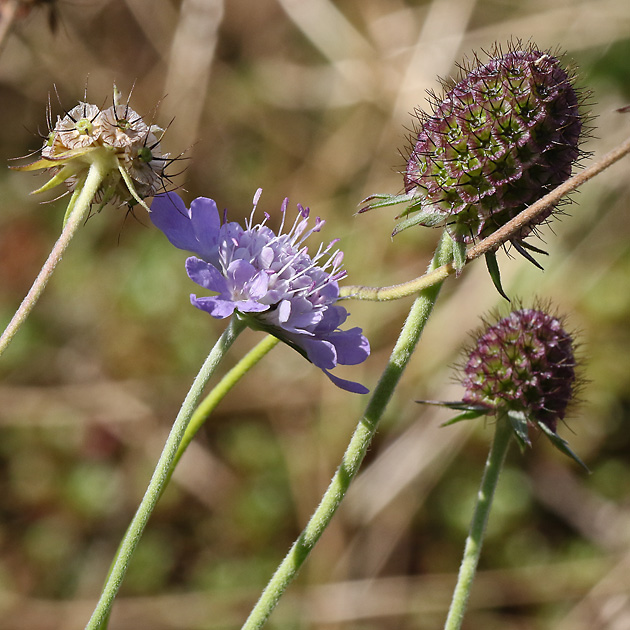 Scabiosa columbaria