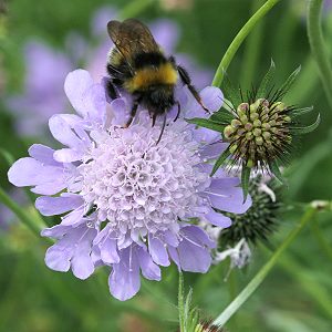 Scabiosa columbaria