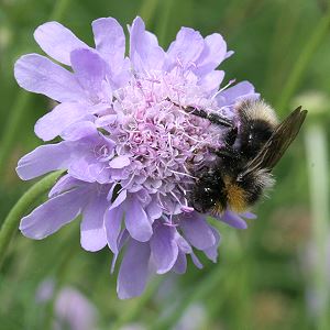 Scabiosa columbaria