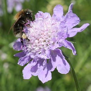 Scabiosa columbaria