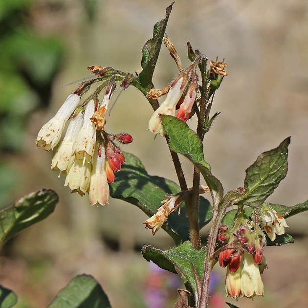 Symphytum grandiflorum