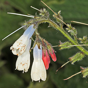 Symphytum grandiflorum