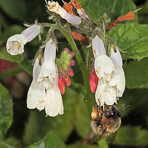 Symphytum grandiflorum