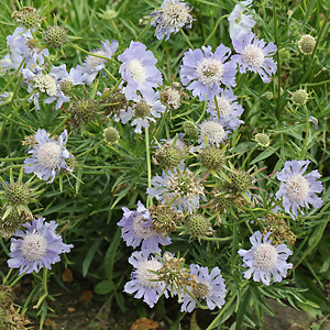 Scabiosa japonica
