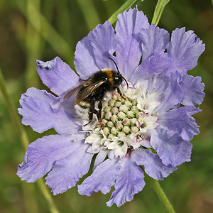 Scabiosa japonica