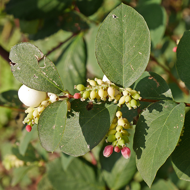 Symphoricarpos albus