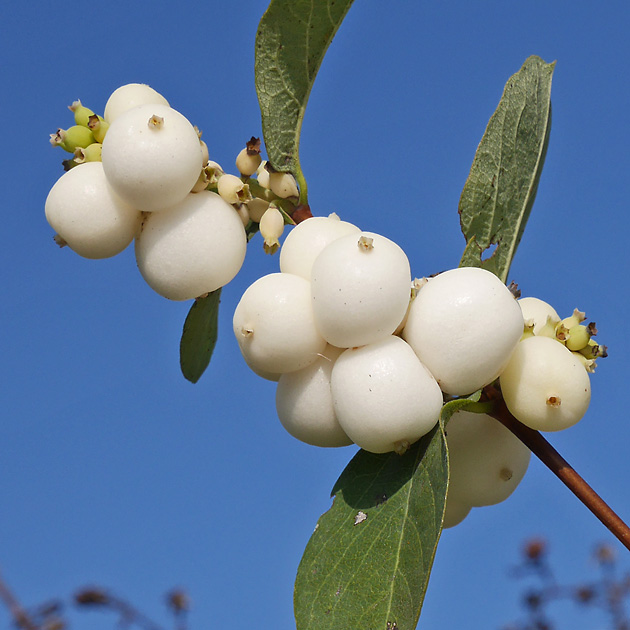 Symphoricarpos albus