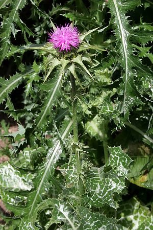 Silybum marianum