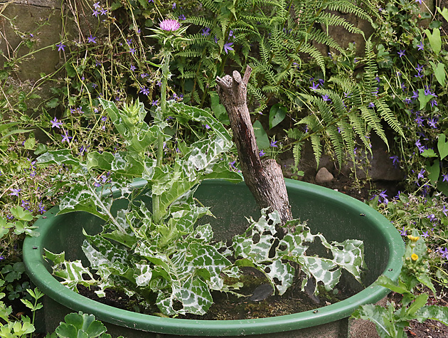 Silybum marianum (8.6.2018)